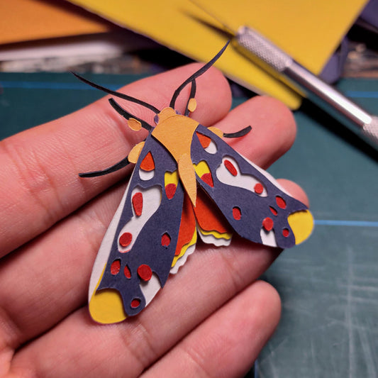 Hypsidia erythropsalis Mothv