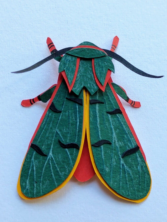 Green Chlorhoda thoracica Moth