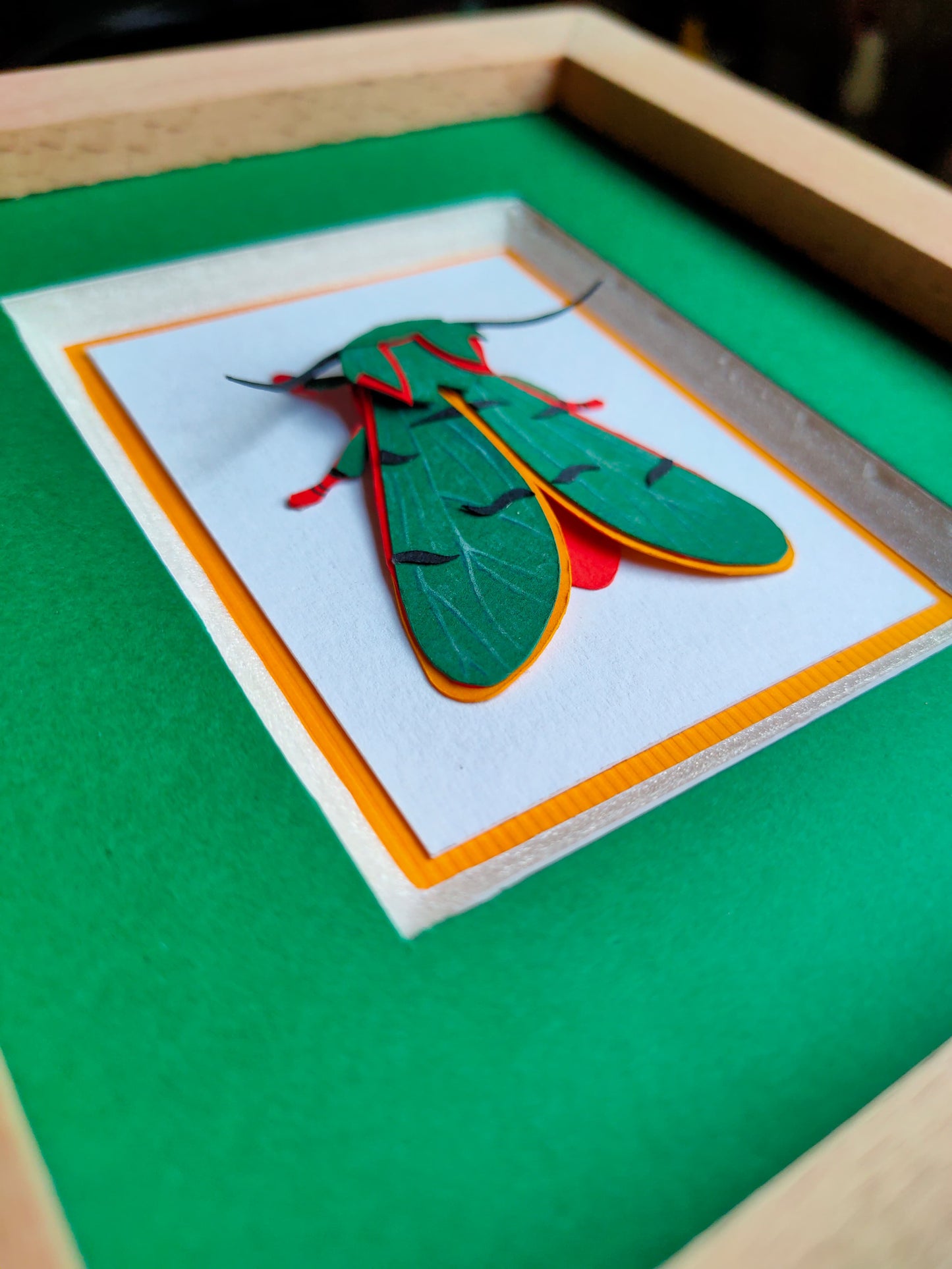 Green Chlorhoda thoracica Moth