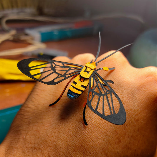 Loxophlebia Moth