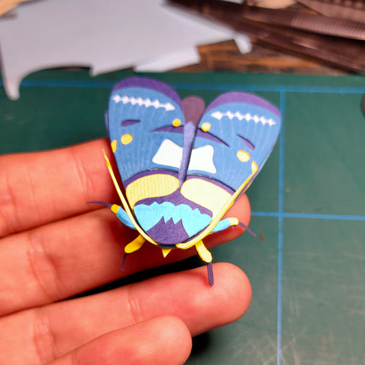 Peach Moth