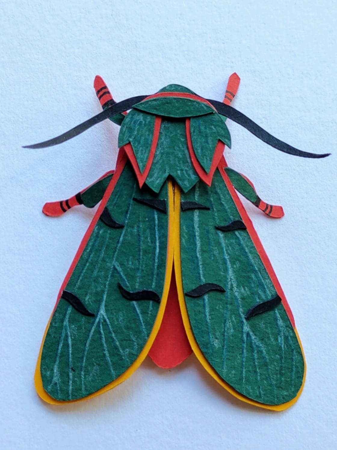 Green Chlorhoda thoracica Moth