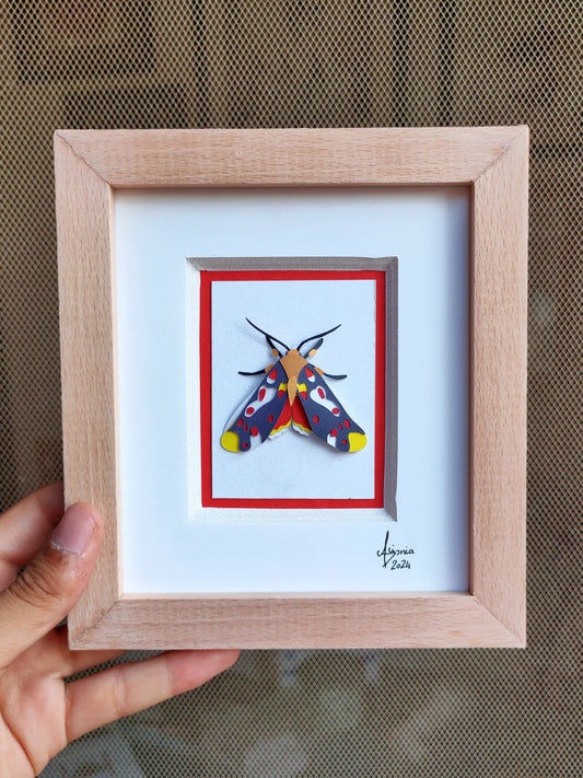 Hypsidia erythropsalis Mothv